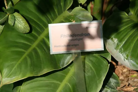 philodendron moonlight leaves with visible plant identification label showing 'araceae' family and horticultural origin