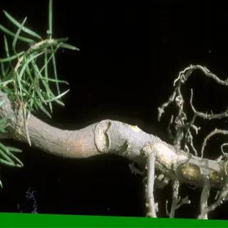phytophthora root damage: close-up of a diseased plant root with visible rot and decay