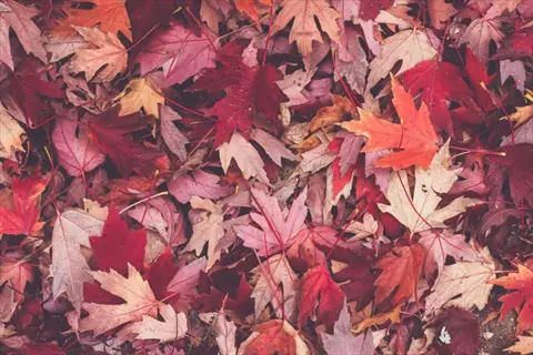 pile autumn leaves: dense layer of vibrant red, orange, and brown maple leaves covering the ground