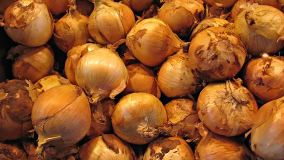 pile of harvested hercules yellow onions with brown skins and dried stems under warm lighting