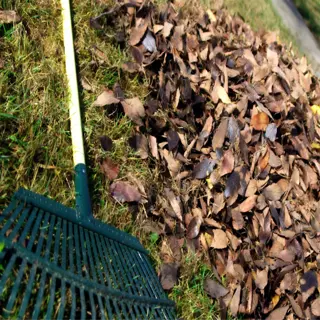 pile of leaves with a rake, indicating leaf removal