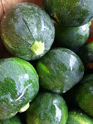 pile of round zucchini eight ball squashes with dark green, slightly speckled skin and green stems, freshly harvested