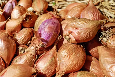 pile of sturon storage onions with dried brown and purple skins in sunlight