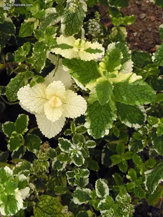 pineapple mint variegated plant close-up with green-white leaves and tiny flowers