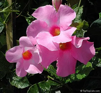 pink alice du pont mandevilla flowers blooming with green leaves