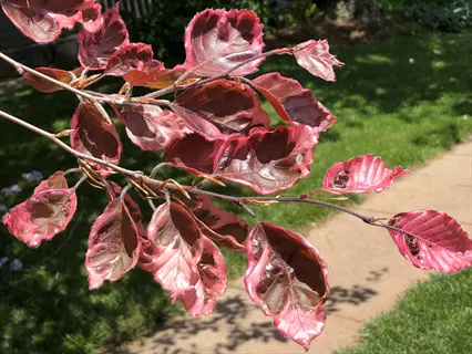 pink and burgundy tricolor beech foliage on branches above a sunny garden path