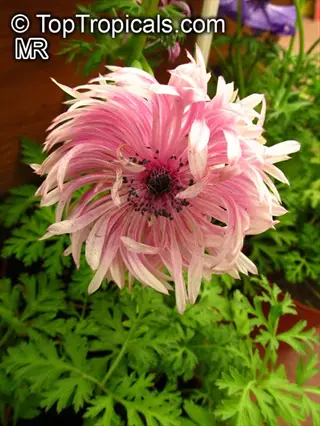 pink and white anemone chrysanthemum flower with dark center, surrounded by green foliage