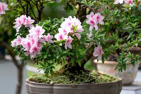 pink and white azalea bonsai flowering with lush green foliage in a ceramic pot