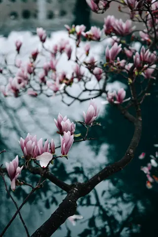 pink and white magnolia tree blooming against blurred natural background