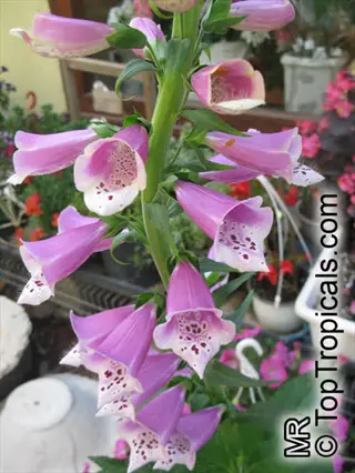 pink and white spotted camelot foxglove blooms growing in garden with background text