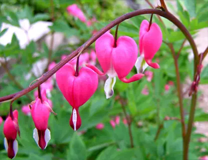 pink bleeding heart flowers (lamprocapnos spectabilis), also known as burning hearts bleeding heart, blooming on a stem
