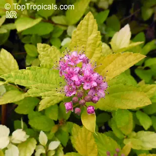 pink blooms of meadowsweet spirea native shrub with green foliage