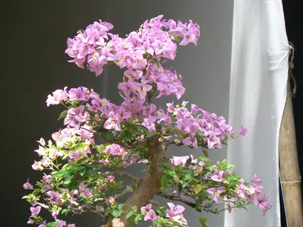 pink bougainvillea bonsai tree with lush flowers against a neutral background
