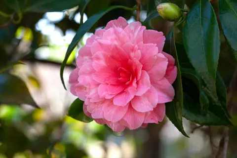 pink camellia debutante flower in full bloom with green foliage background