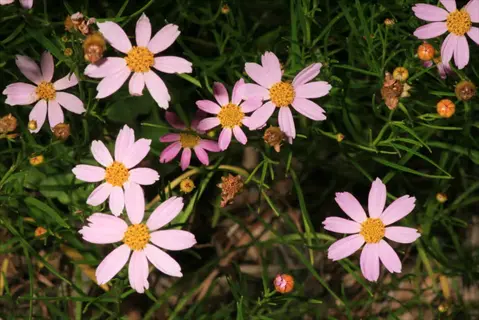 pink coreopsis flowers with yellow centers blooming among green foliage