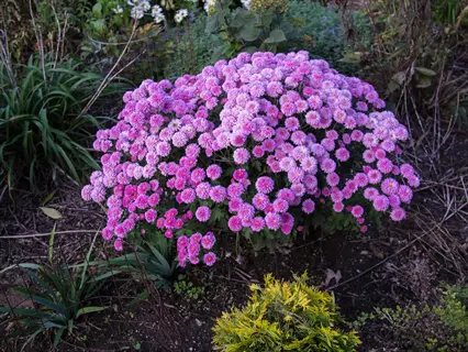 pink cushion mum garden plant with dense blooms in a garden bed