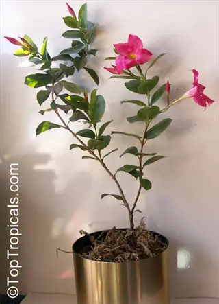 pink dipladenia basket plant in golden pot with blooming flowers against light background