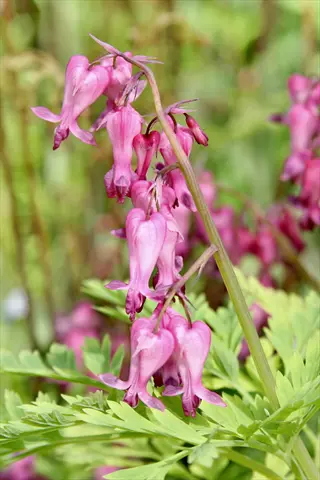 pink fringed bleeding heart dicentra flowers with green foliage