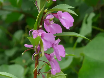 pink garden balsam flowers with dewdrops on green foliage