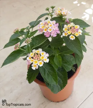 pink lantana blooms in a terracotta planter