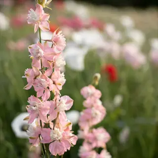 pink larkspur blooms in a sunlit garden with softly blurred flowers behind