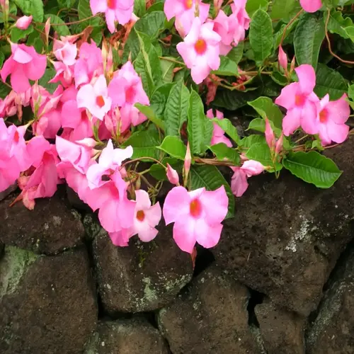 pink mandevilla vine blooming with green leaves on a stone wall