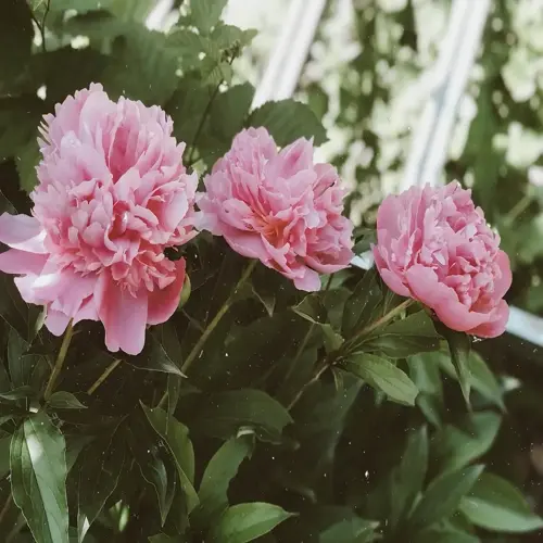 pink peony flowers garden with three blooming peonies and lush green foliage on a sunny day