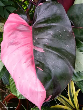 pink princess philodendron leaf with vibrant pink and dark green variegation
