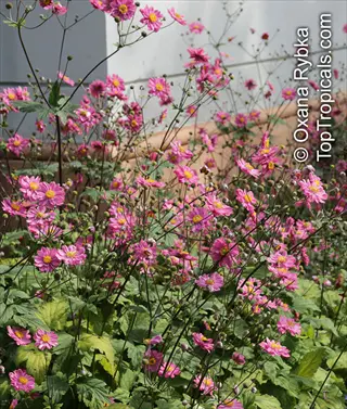 pink prinz heinrich anemone flowers with yellow centers blooming amid green foliage