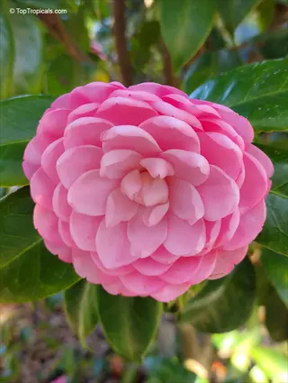 pink shishi gashira camellia flower with layered petals and green leaves