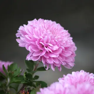 pink single chrysanthemum bloom with layered petals and green foliage, soft-focus background