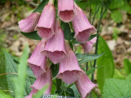 pink strawberry foxglove flowers (digitalis purpurea) cluster with garden label