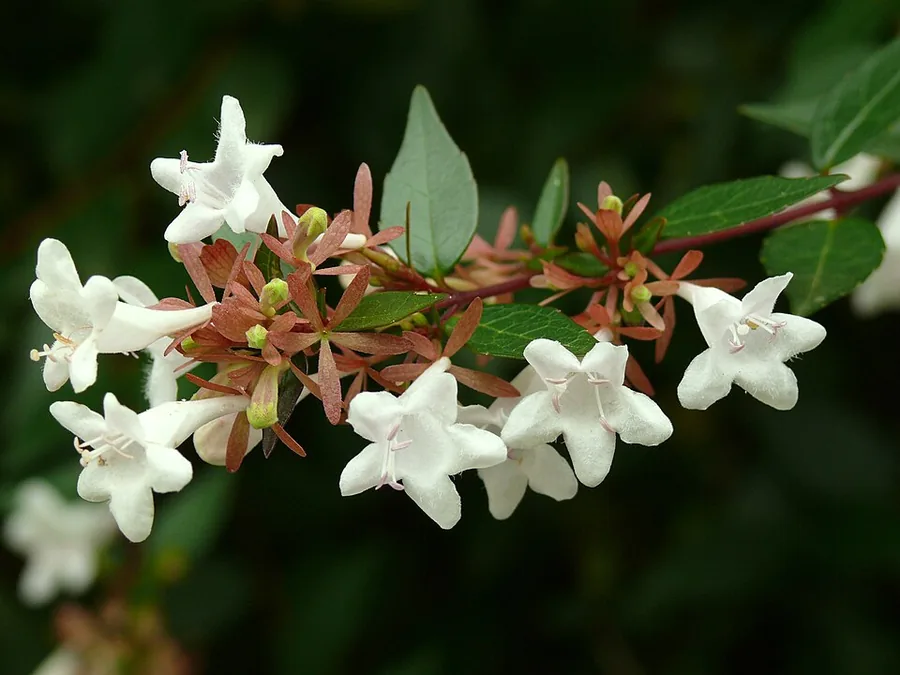Glossy Abelia