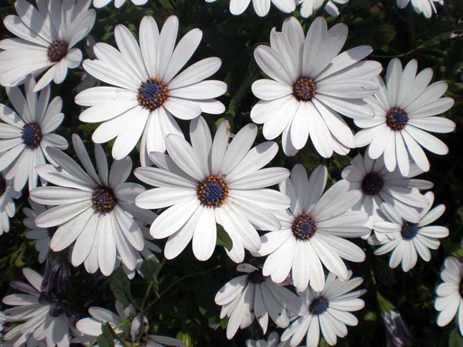 African Daisy