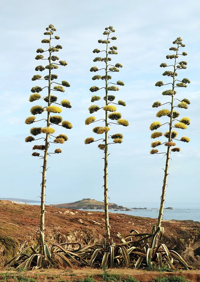 Agave