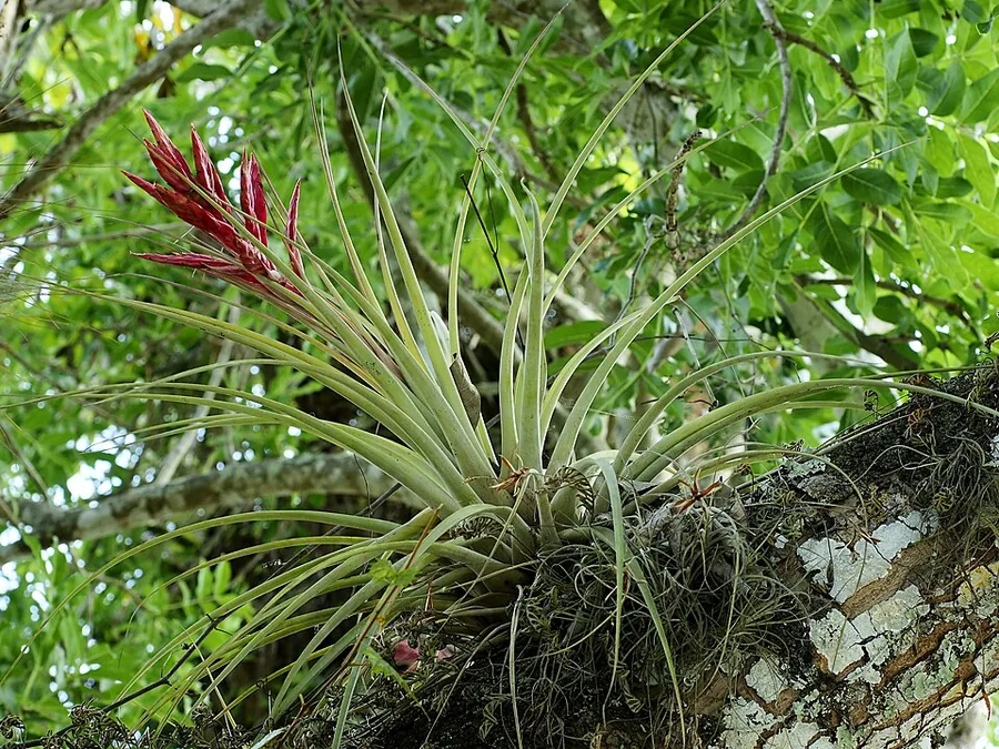 Air Plant