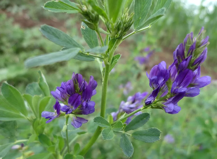 Alfalfa