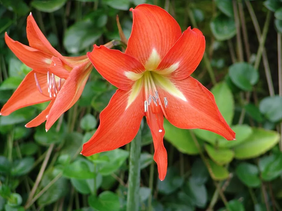 Amaryllis
