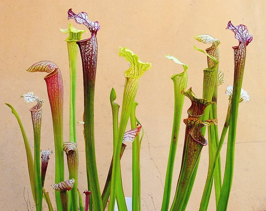 American Pitcher Plant