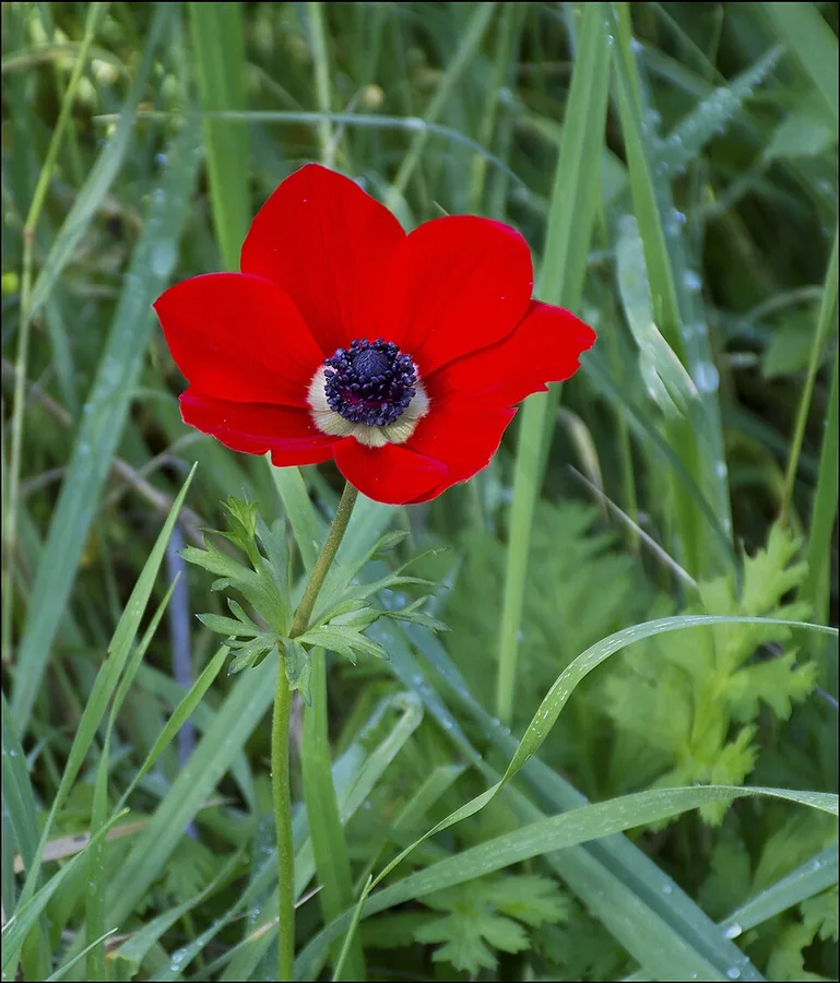 Poppy Anemone