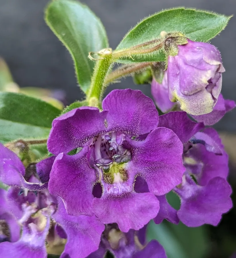 Angelonia