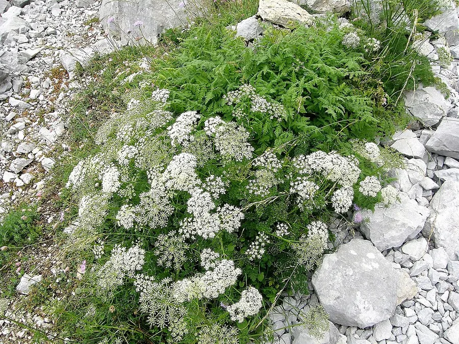 Anise