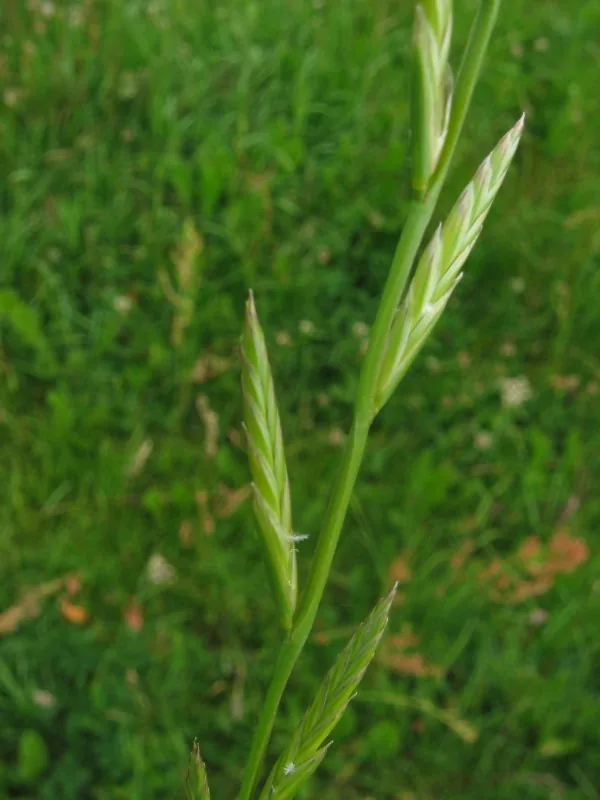 Annual Ryegrass