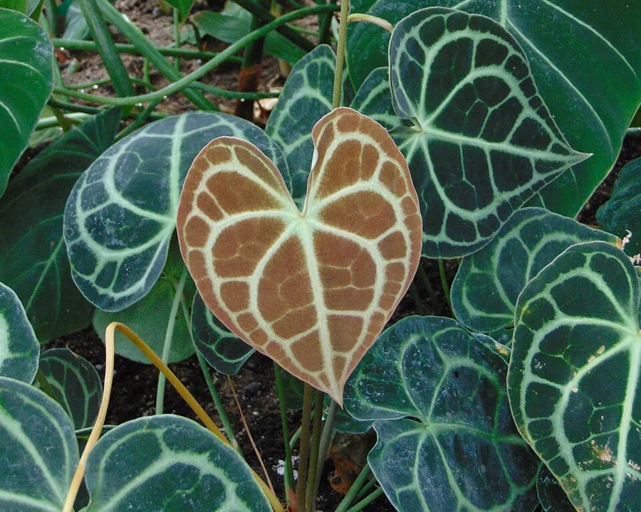 Velvet Cardboard Anthurium