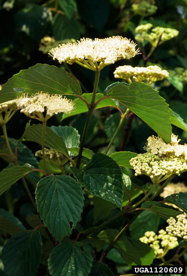 Arrowwood Viburnum