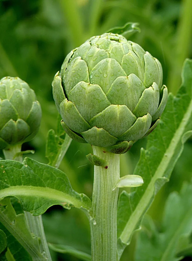 Globe Artichoke