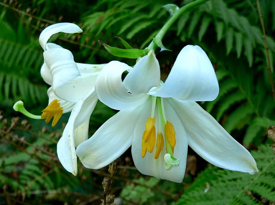Asiatic Lily