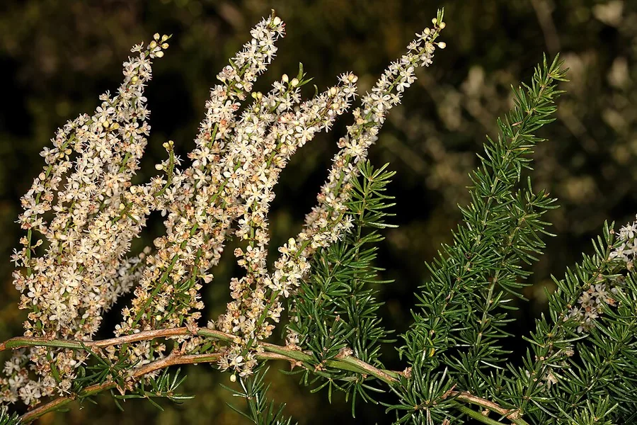 Asparagus Fern