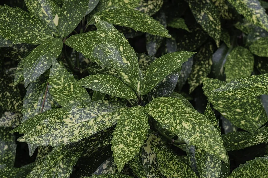 Japanese Laurel