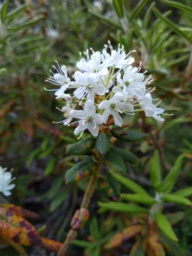 Azalea